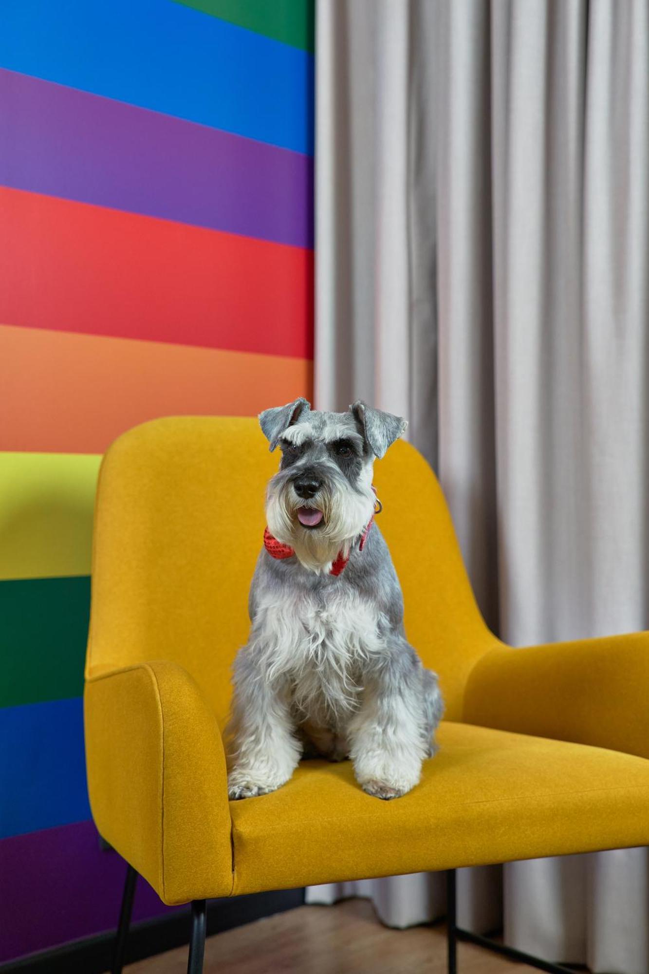 Pullman Santiago Vitacura المظهر الخارجي الصورة Schnauzer